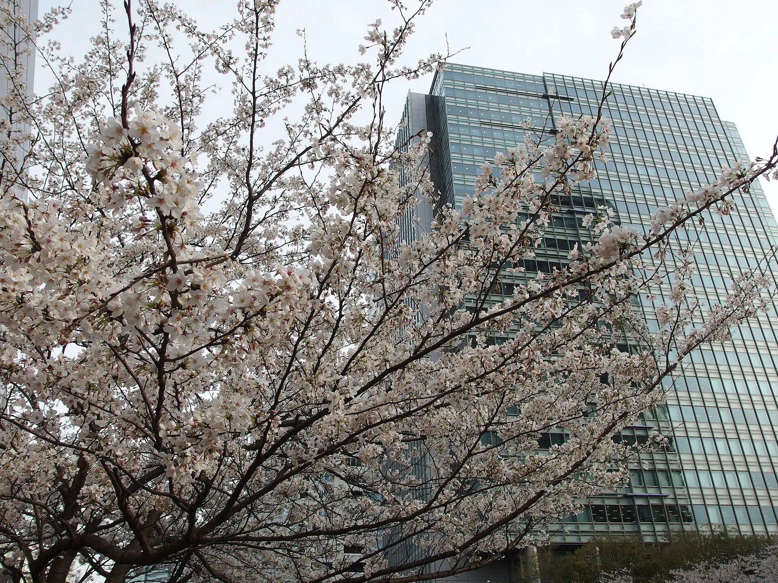 Cherry trees in full bloom along a riverside promenade in Japan with petals drifting over the water