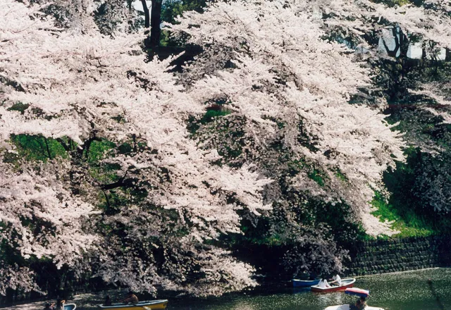 Cherry trees in full bloom lining a Tokyo canal at dusk, petals catching the lantern light along the water
