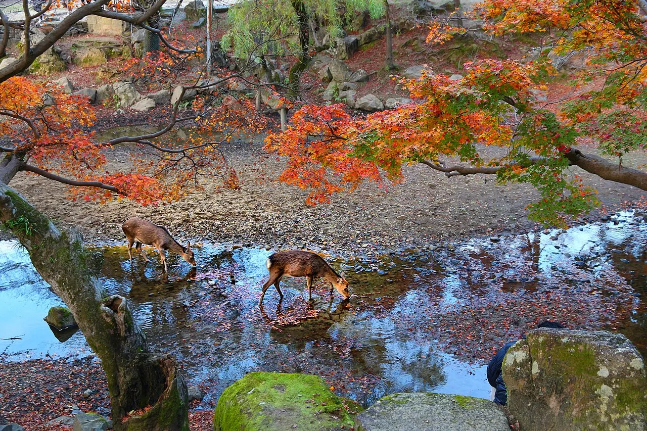 Deer grazing on the lawns of Nara Park with forested hills behind them