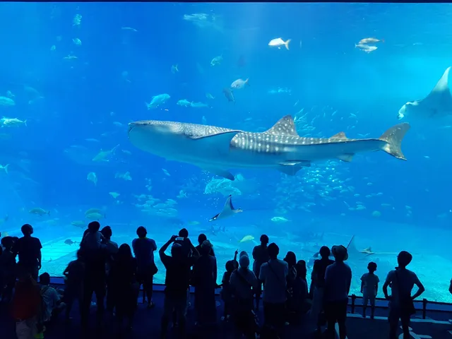 Churaumi Aquarium in Okinawa